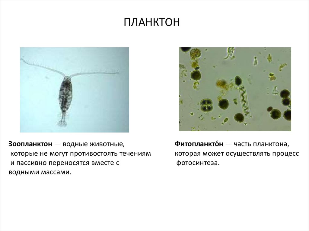Трофические цепи фитопланктон