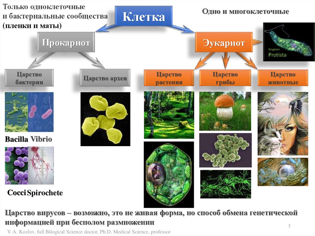 Взаимосвязь частей многоклеточного организма. Микробные сообщества и взаимоотношения микроорганизмов. Царство археи царство растений царство грибы царство животные. Царство бактерий одноклеточные. Царство бактерий и Архей.