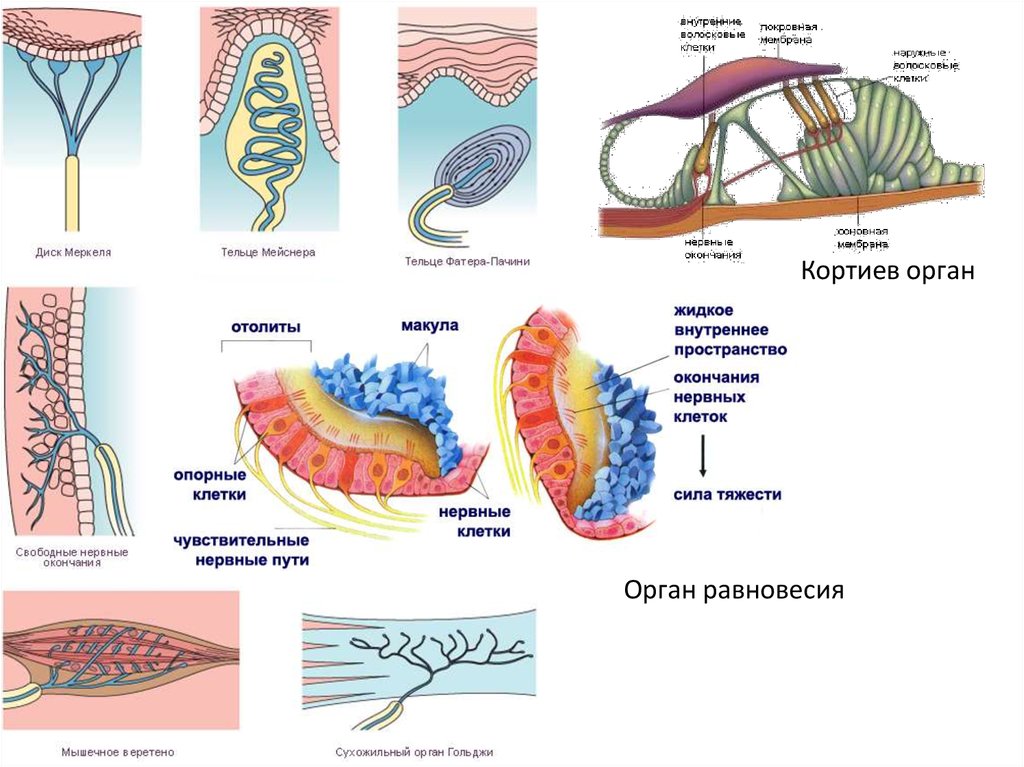 Филогенез кожных покровов