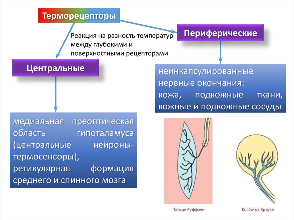 Неинкапсулированные нервные окончания. Схема филогенеза высших споровых растений. Несвободные неинкапсулированные нервные окончания. Клетчатка строение и функции