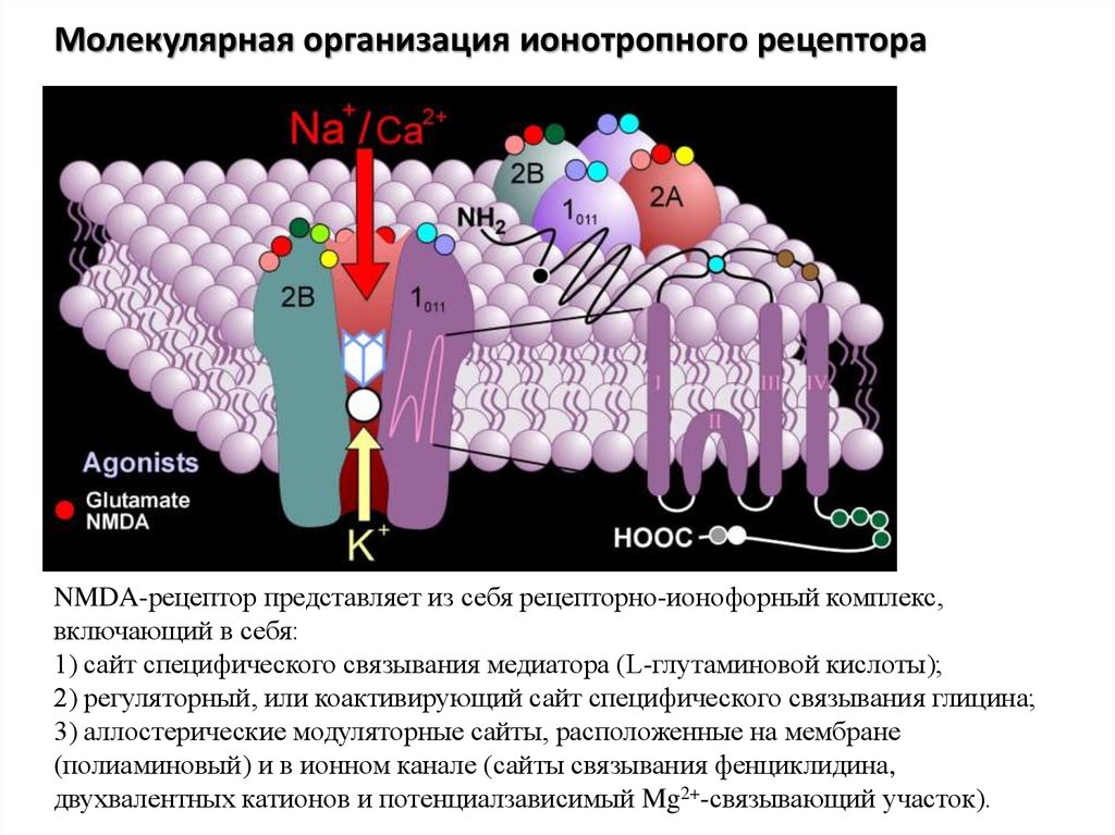 Рецепторы представляют собой. Ионотропные рецепторы строение. Блокирует NMDA рецепторы. Механизм действия ионотропных рецепторов. Ионотропные рецепторы глутамата.