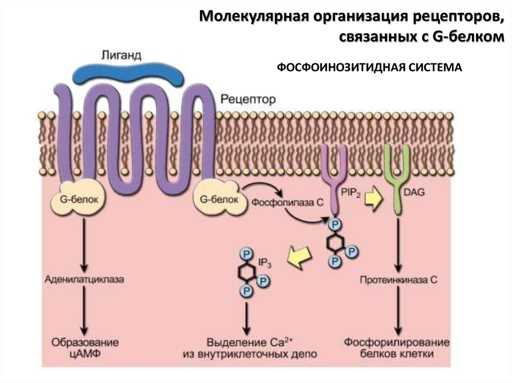 Рецепторные белки функции