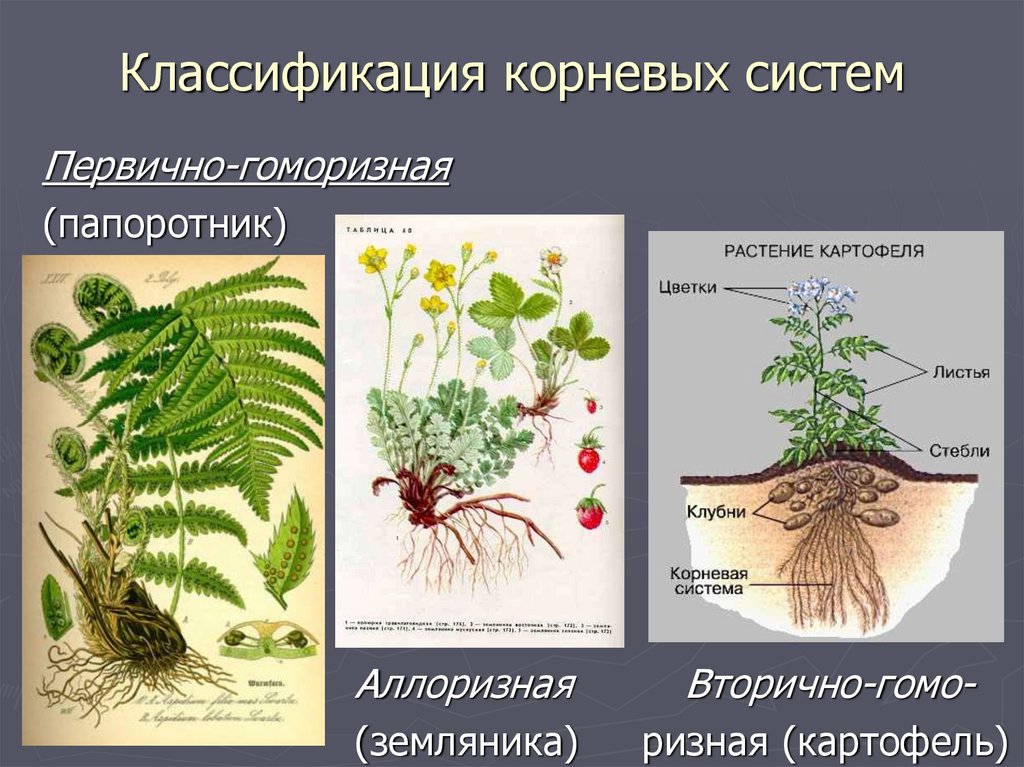 Корневые растения примеры