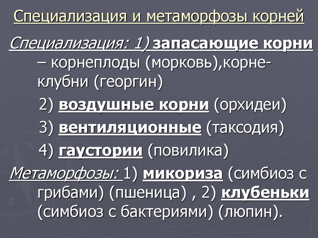 Какова специализация. Специализация и метаморфоз корней. Специализация и метаморфозы корня таблица. Специализация Метаморфоза корней. Специализация и метаморфозы корней кратко.