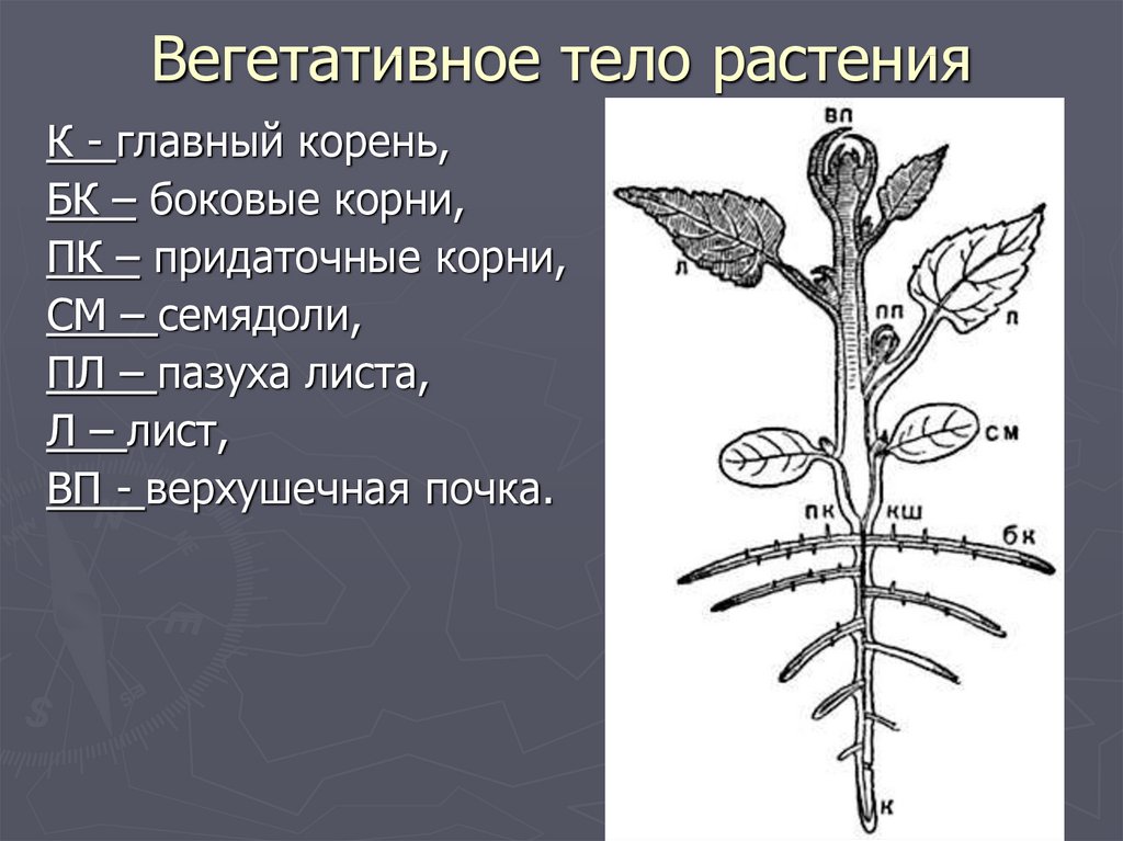 Вегетативные органы растений схема. Вегетативное тело растения. Корень вегетативный орган растения. Вегетативные органы лист побег