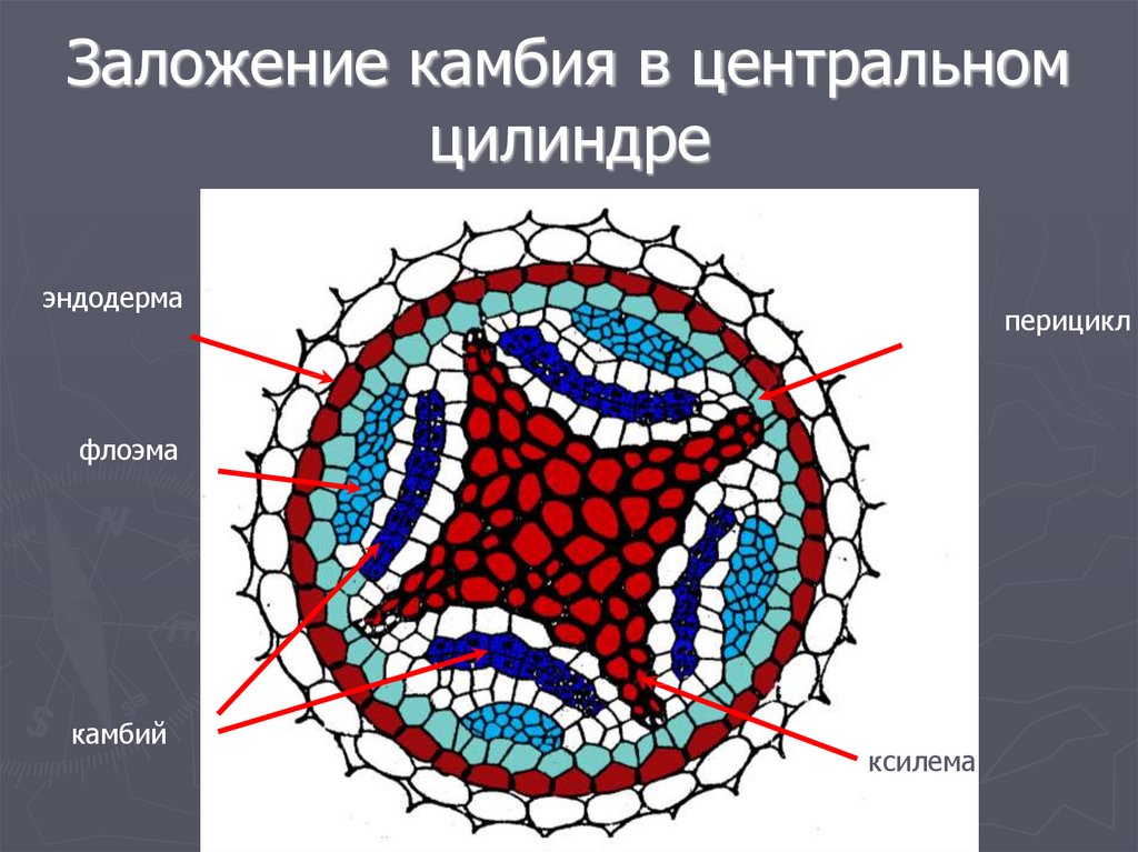 Центральный цилиндр. Закладка камбия в корне. Теория гистогенов Ганштейна. Типы заложения камбия.