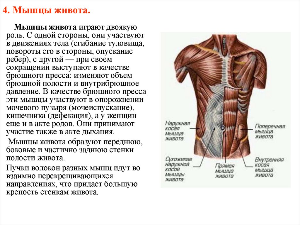 Прямая мышца где. Мышцы живота вид спереди. Строение мышц живота сбоку. Мышцы живота топография и функции. Мышцы пресса анатомия сбоку.