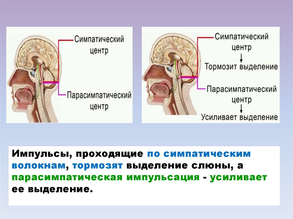 Центры регуляции глотания