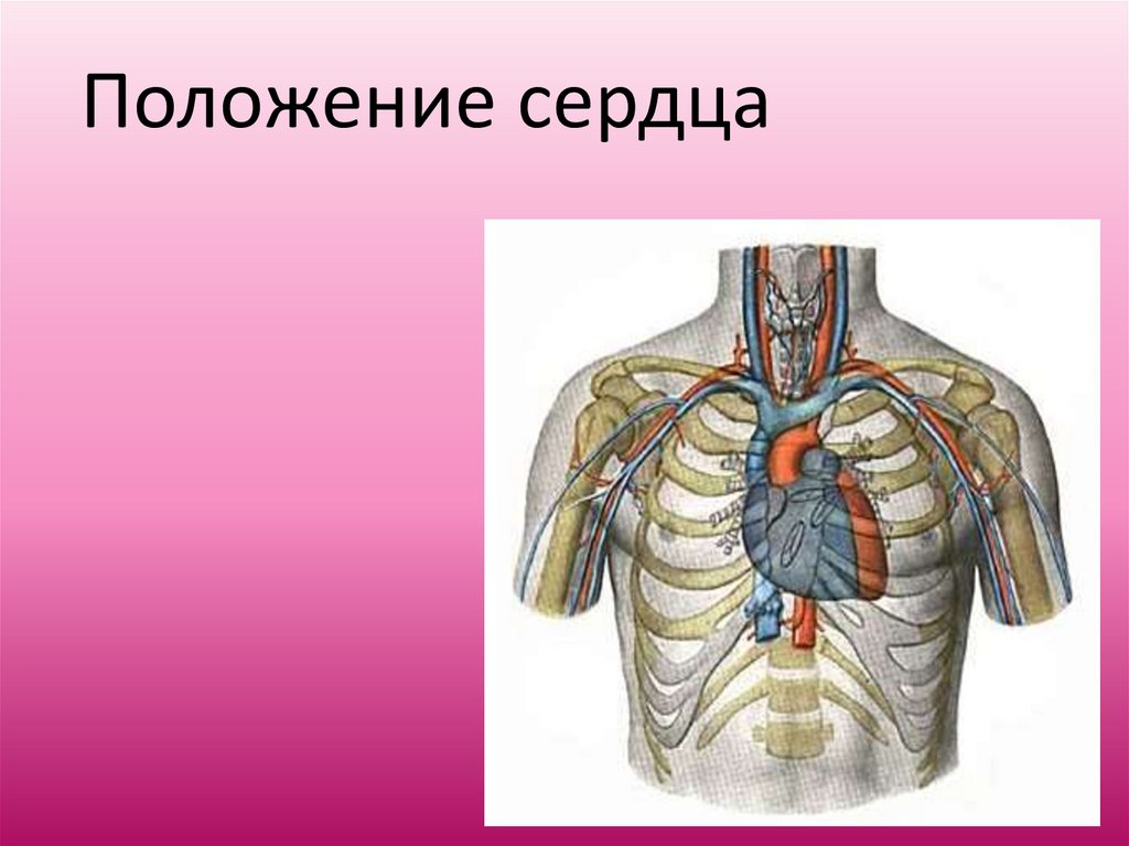 Кармановидные клапаны находятся где