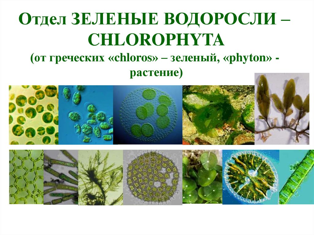 Отдел зеленые водоросли представители. Chlorophyta отдел зелёные водоросли. Зелёные водоросли одноклеточные или многоклеточные. Зеленые водоросли 7 класс. Земные представители водорослей.