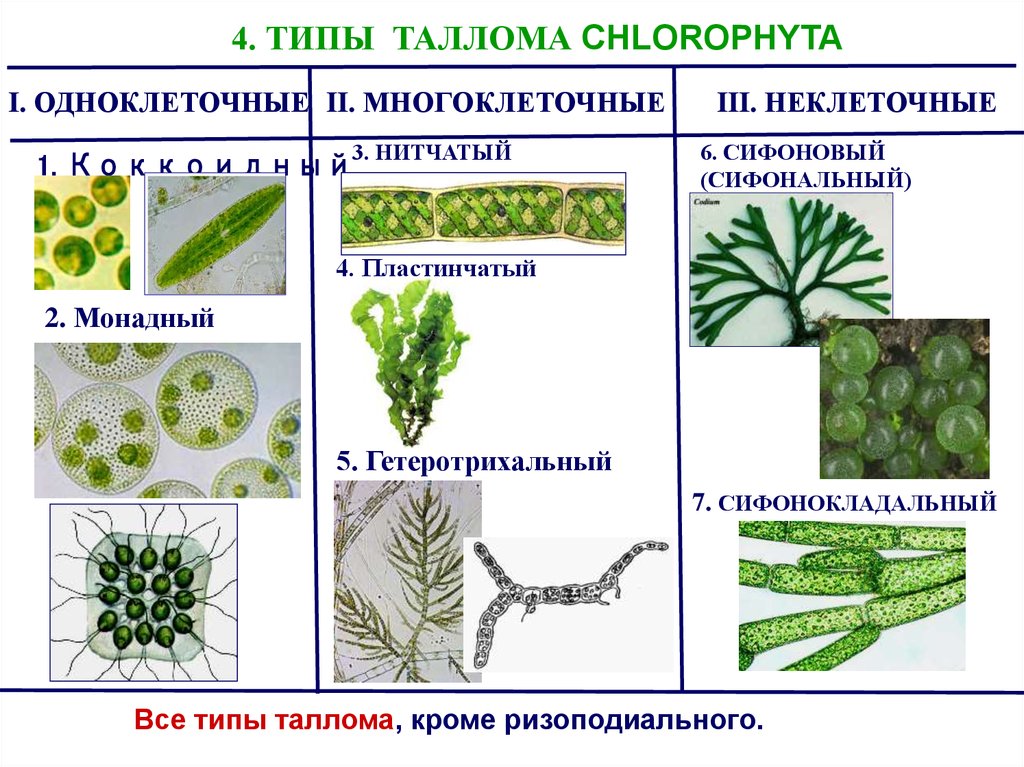 Отдел одноклеточных водорослей. Типы талломов водорослей. Типы талломов водорослей таблица. Одноклеточные и многоклеточные зеленые водоросли. Типы организации таллома водорослей.