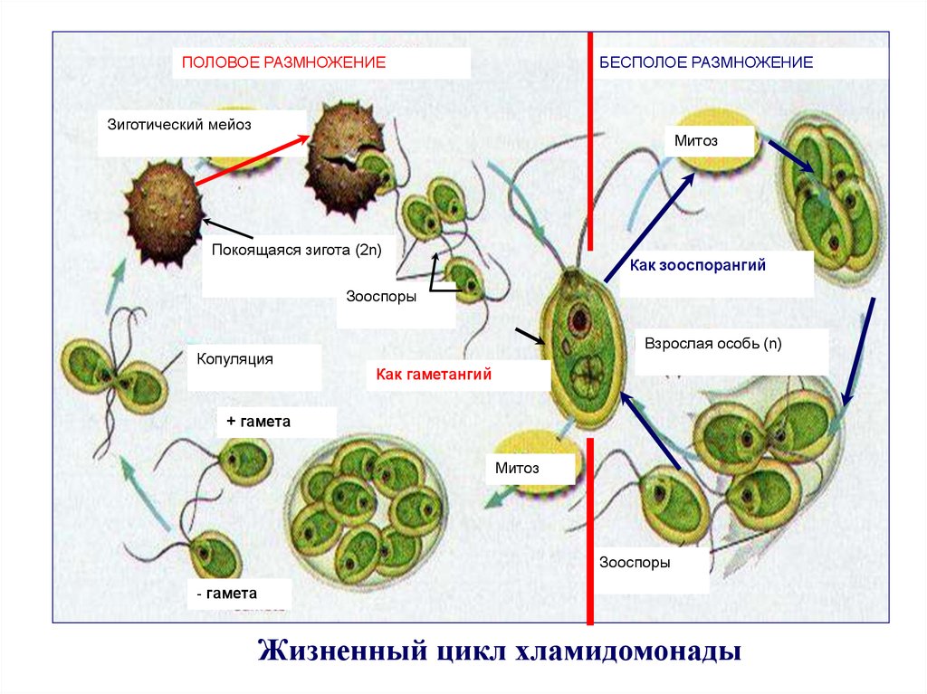 Взрослая особь хламидомонады образуется. Размножение водорослей хламидомонада. Цикл развития водоросли хламидомонады. Цикл развития водорослей схема. Жизненный цикл хламидомонады бесполое.