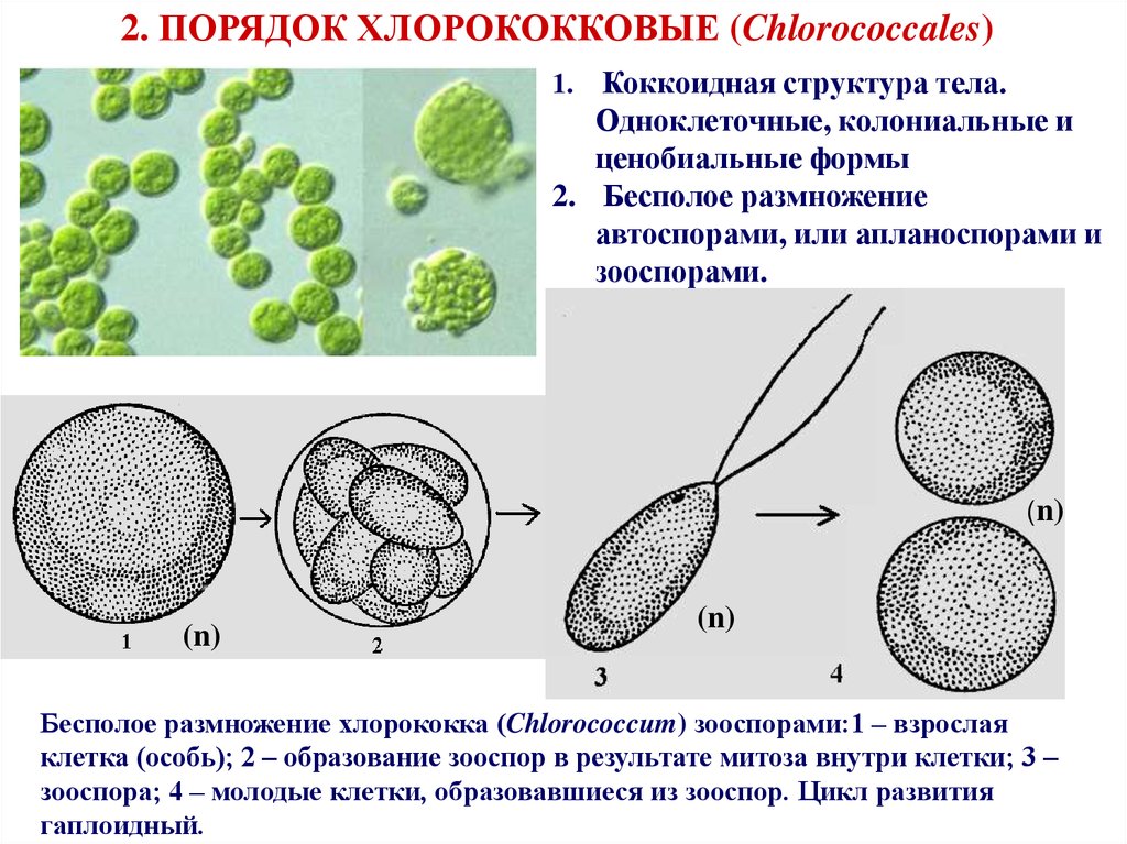 Организм имеющий колониальное строение. Хлорококк водоросль строение. Жизненный цикл хлорококка. Бесполое размножение хлорококка. Апланоспоры у водорослей.