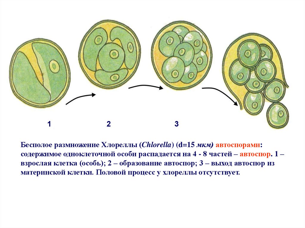 Клетки водорослей образованы. Бесполое размножение хлореллы. Бесполое размножение водорослей хлореллы. Цикл размножения хлореллы. Жизненный цикл водорослей хлорелла.
