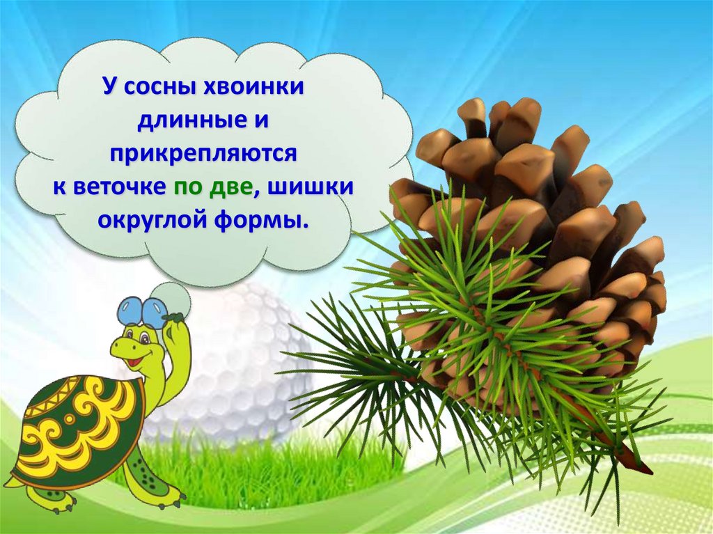 Что такое хвоинки презентация 1 класс. Что такое хвоинки. Что такое хвоинки окружающий мир. Что такое хвоинки презентация. Короткие хвоинки.