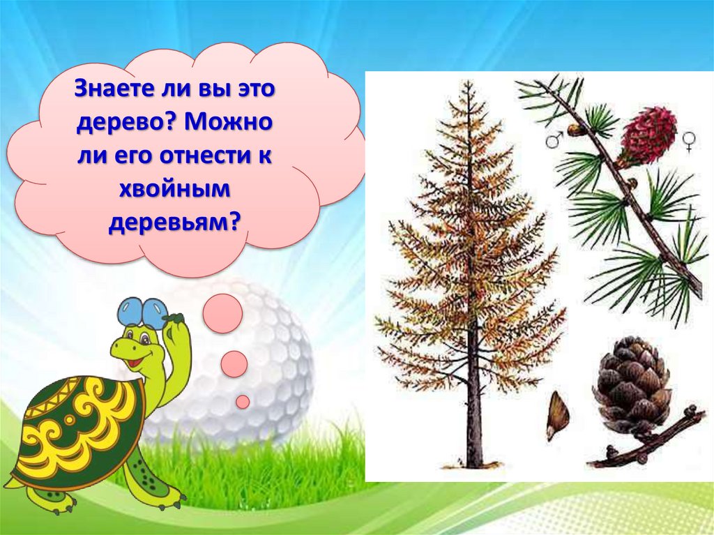 Что такое хвоинки презентация 1 класс. Что такое хвоинки 1 класс школа России. Хвоинки окружающий мир 4 класс. Окружающий мир 1 класс школа России что такое хвоинки. Что такое хвоинки 2 класс окружающий мир ответы.