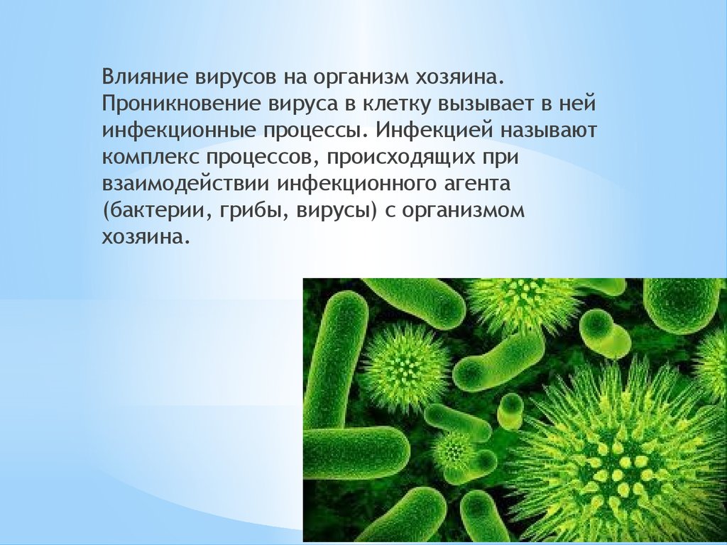 Роль грибов в жизни бактерий. Бактерия. Бактерии в организме. Примитивные одноклеточные организмы. Одноклеточные бактерии.
