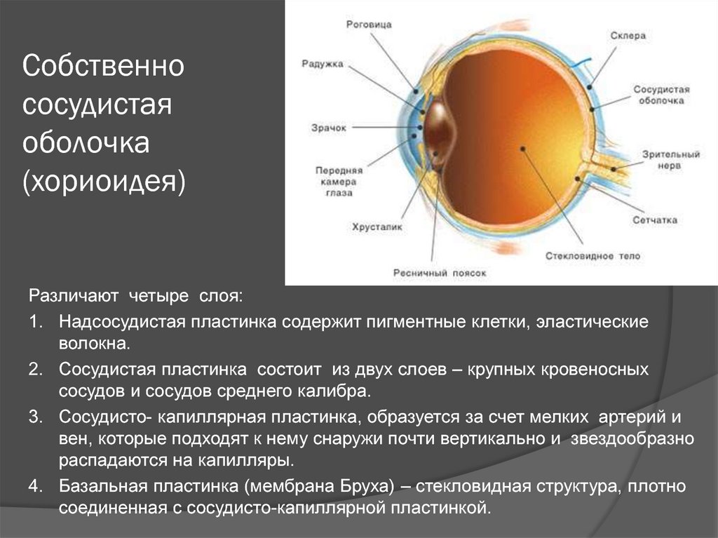 Часть сосудистой оболочки глазного яблока. Сосудистая оболочка строение. Слои сосудистой оболочки глаза. Сосудистая оболочка глаза строение анатомия. Сосудистая оболочка глаза строение и функции.