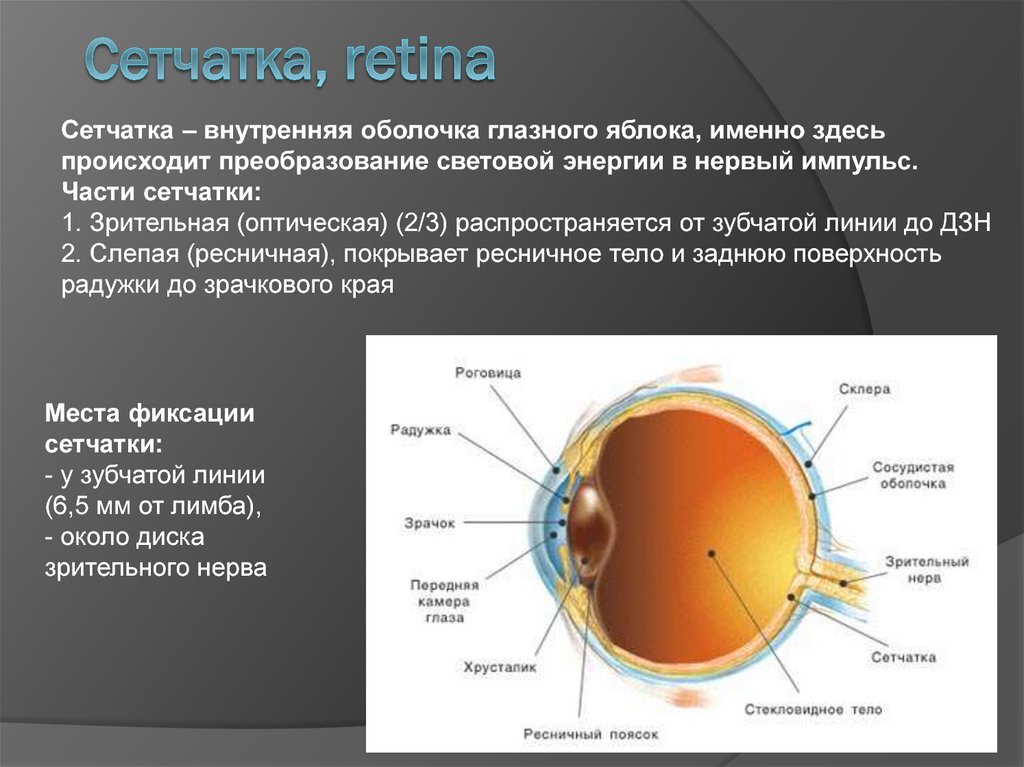 Сетчатка, retina