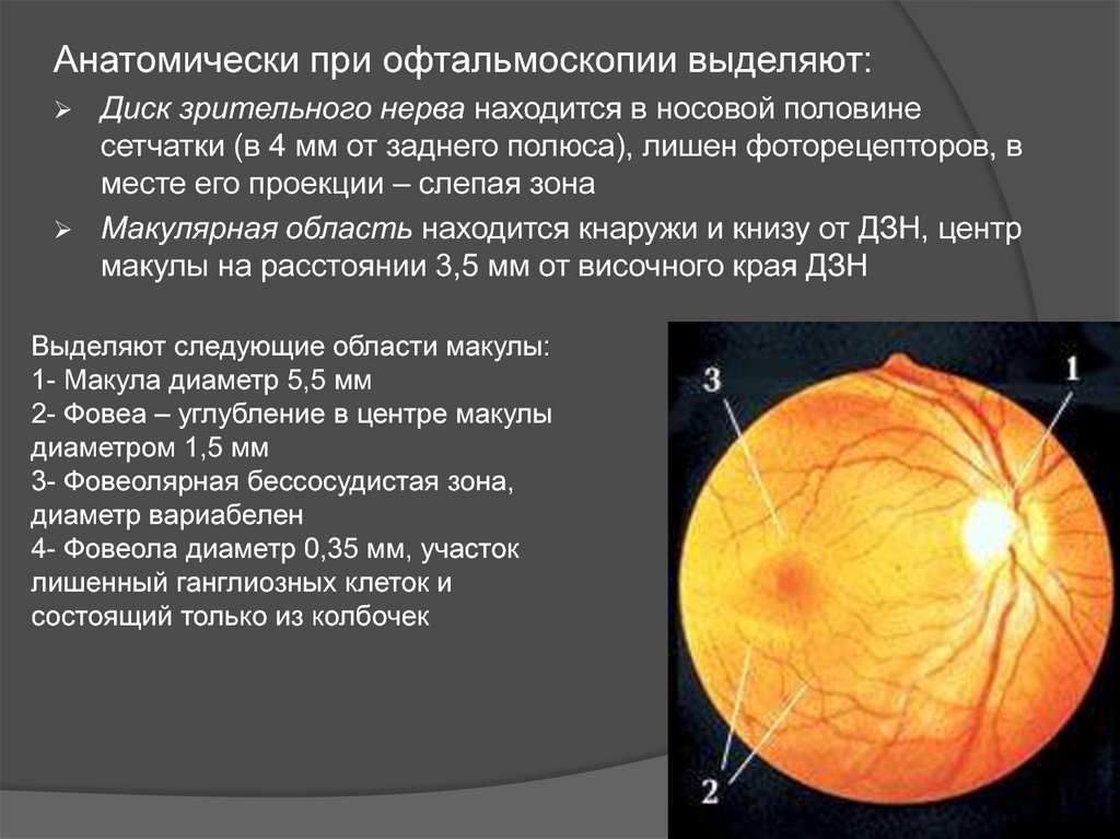 Офтальмоскопия что это. Макула и диск зрительного нерва. Диск зрительного нерва сетчатки анатомия. Офтальмоскопия глазного дна норма. Диск зрительного нерва на офтальмоскопе.