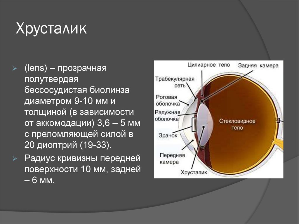 Изображение видимых предметов формируется на а роговице б