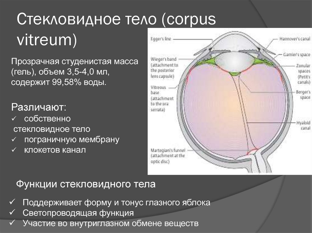 Стекловидное тело глаза. Стекловидное тело глаза клокетов канал. Клокетов канал стекловидного тела. Стекловидное вещество глаза функции. Стекловидное тело анатомия и функции.