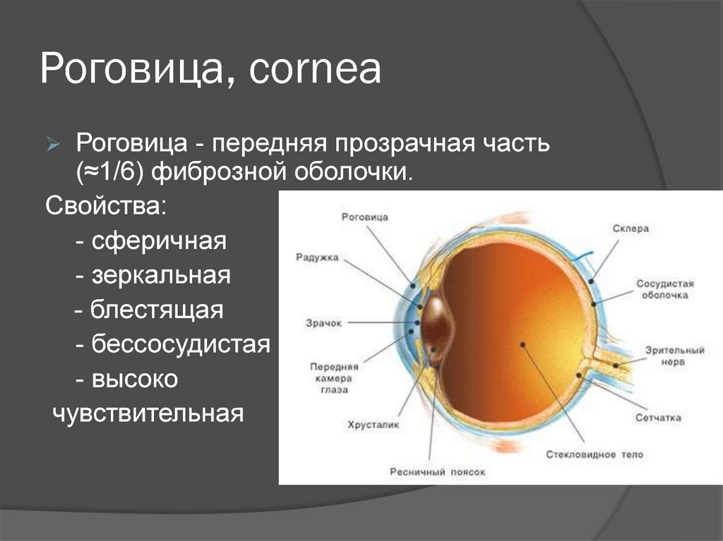 Роговица, cornea