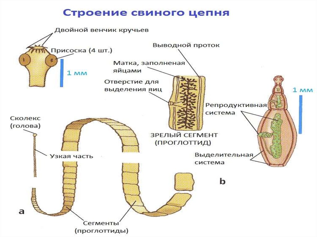 Бычий цепень строение. Морфология строения свиного цепня. Пищевар система ленточных червей. Строение ленточной стадии свиного цепня. Класс ленточные черви пищеварительная система.