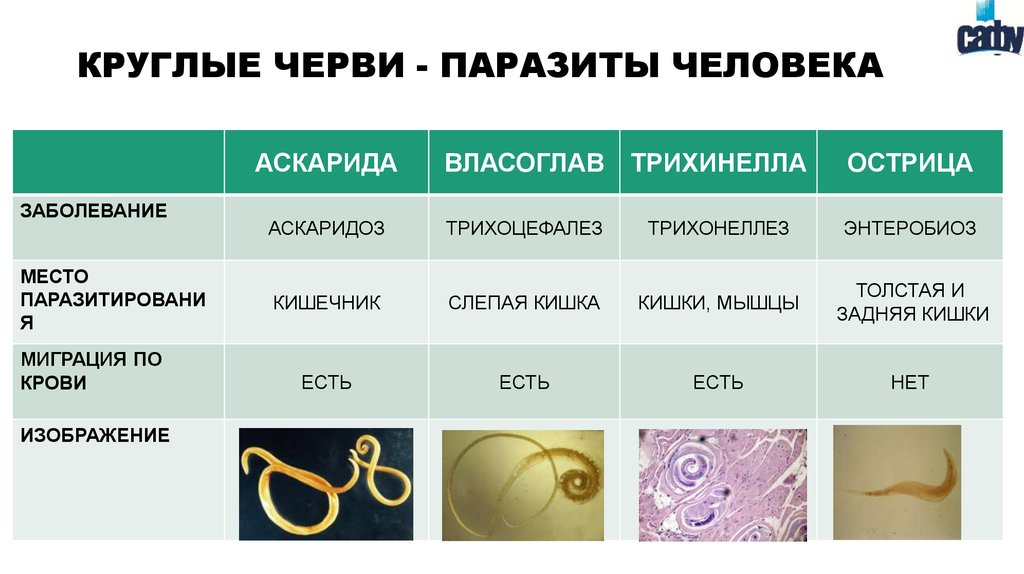 Наличие паразитов какой фактор. Биология круглые черви-паразиты животных и человека таблица. Паразиты типа плоские черви таблица. Паразитические черви таблица 7 класс биология. Круглые черви паразиты животных и человека таблица.