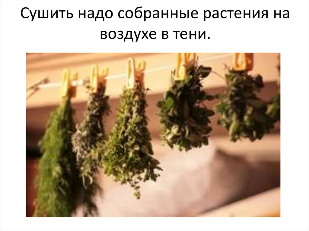 Надо сушить