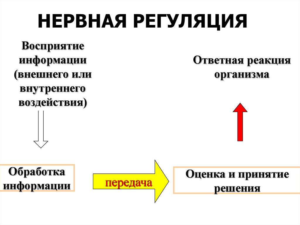 Нервная регуляция. Ответная реакция  нервная регуляция. Восприятие внешней информации. Ответная реакция организма на внешние и внутренние воздействия. Восприятие и передача информации.