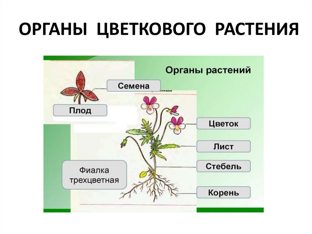 Цветы это половые органы растений.