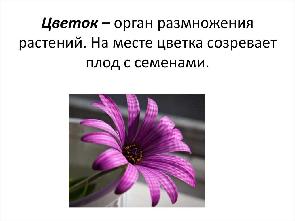 Этот отдел растений имеет орган размножения цветок. Органы цветка. Органы размножения цветка. Цветок как орган. Цветок как орган размножения.