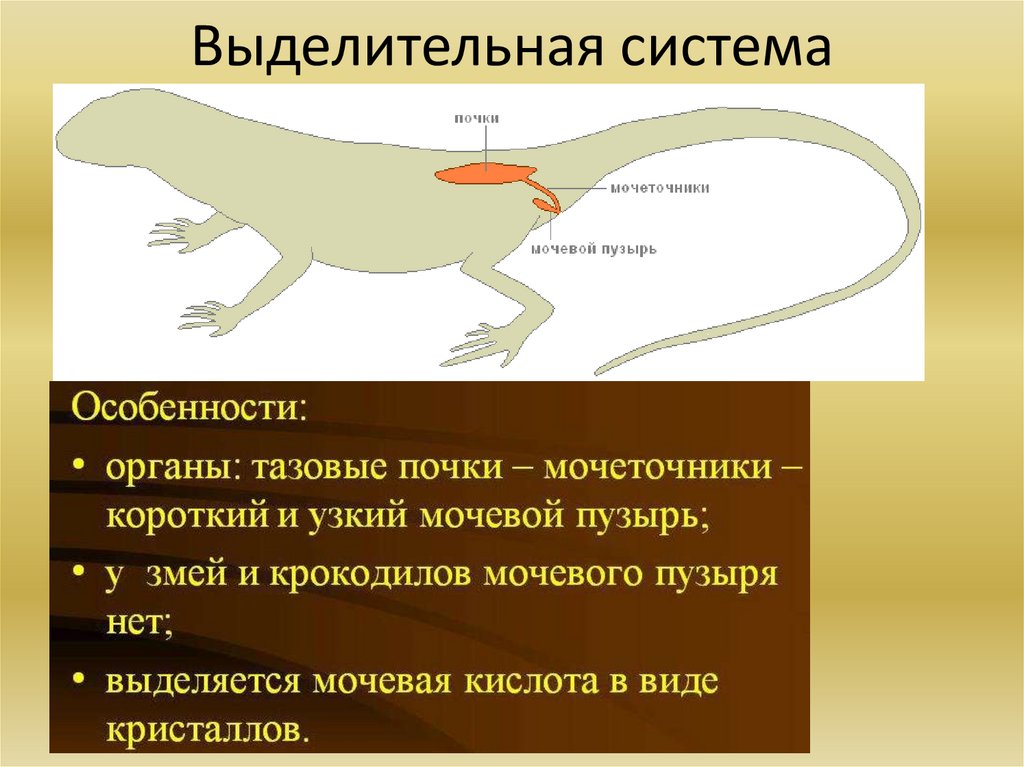 Размножение пресмыкающихся