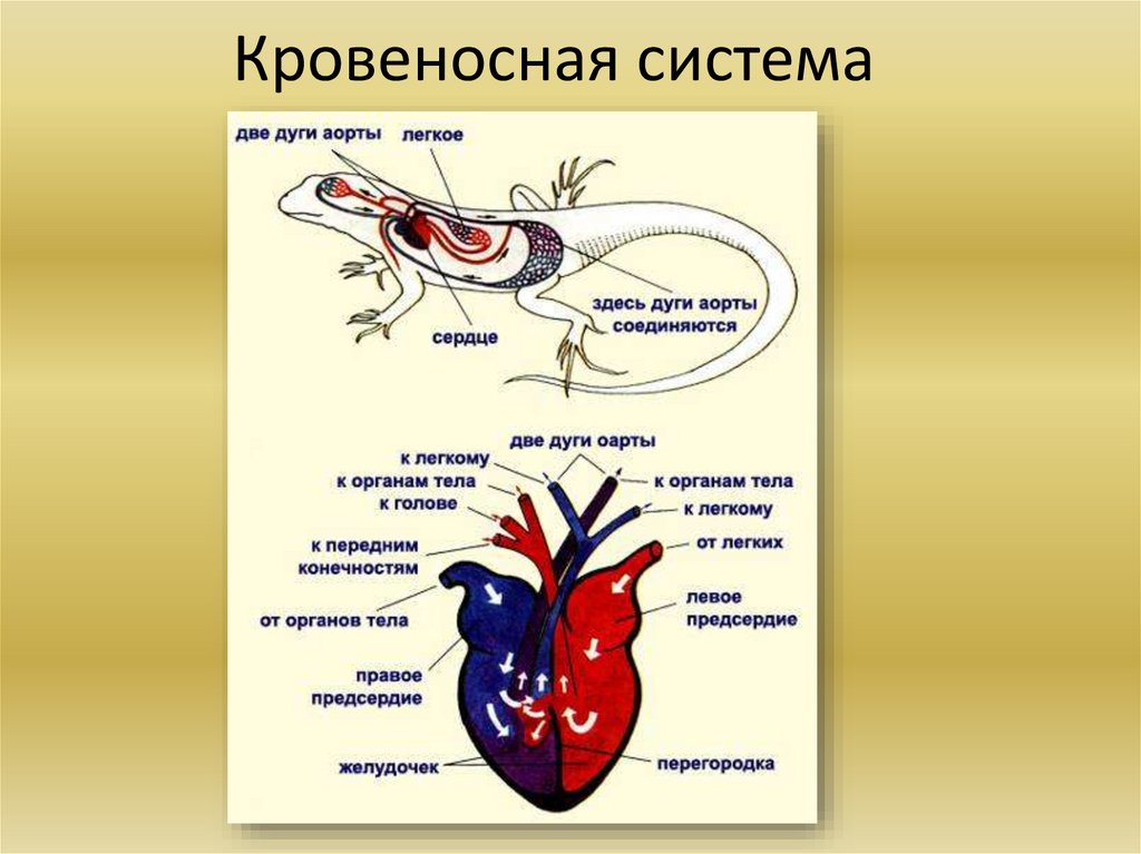 Кровеносная система ящерицы рисунок с подписями