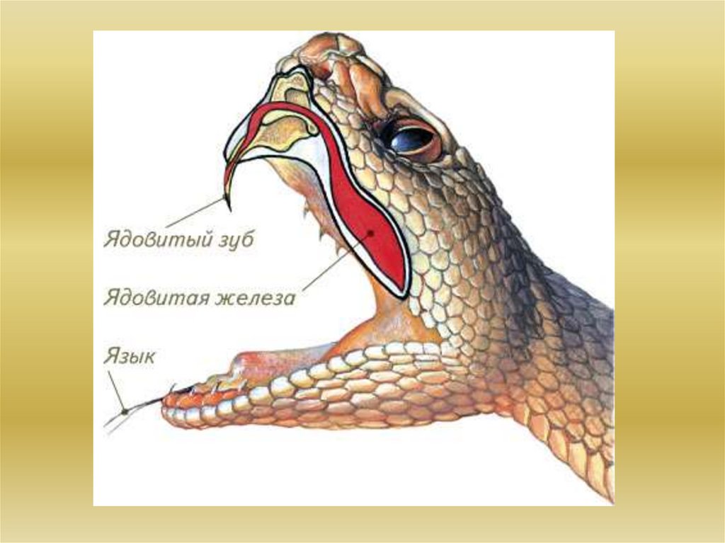В отличие от рептилий млекопитающие имеют губы. Строение челюсти ядовитой змеи. Органы чувств змеи. Органы чувств пресмыкающихся.
