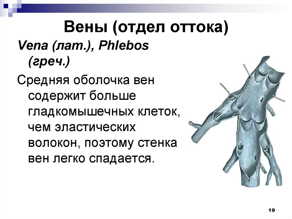 Оболочка вены Лару. Спавшиеся вены синоним. Почему вены легко спадаются и менее упруги.