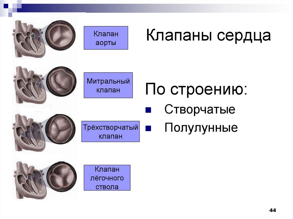 Какую функцию выполняют створчатые клапаны