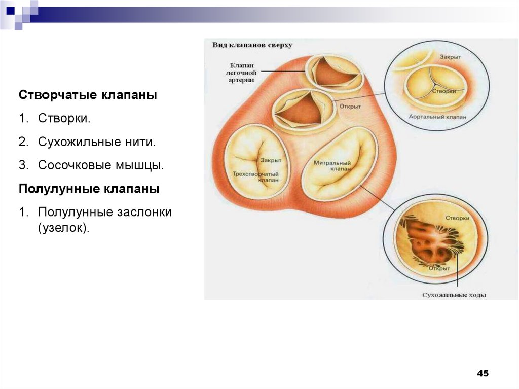 Створчатые клапаны. Створки клапанов створчатых. Сухожильные нити створчатых клапанов. Створки трехстворчатого клапана. Полулунные заслонки.