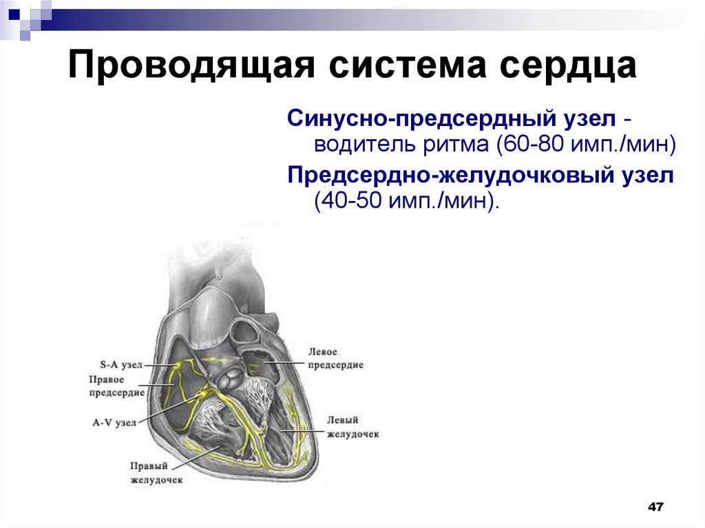 Предсердно желудочковый узел расположен