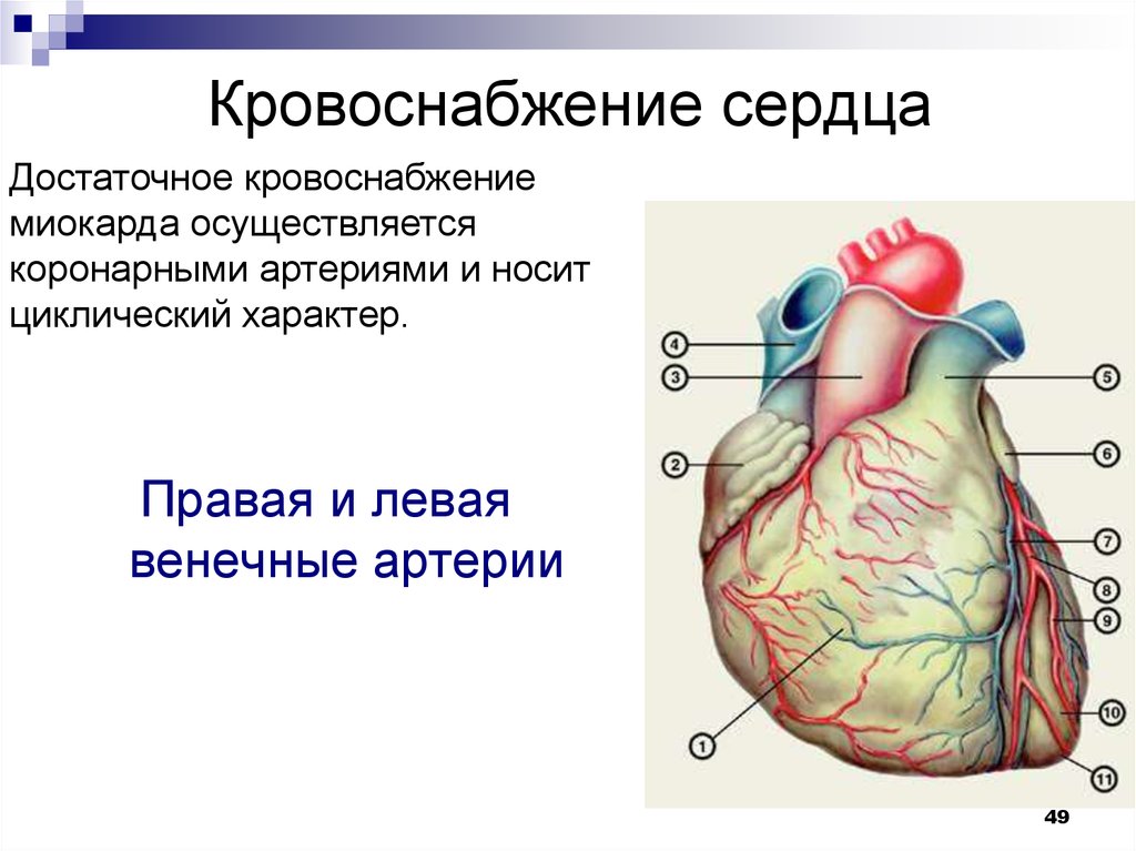 Правая сердечная артерия. Артериальные сосуды кровоснабжающие миокард:. Коронарные артерии сердца что кровоснабжают. Сосуды сердца кровоснабжение сердца. Кровоснабжение передней стенки сердца.