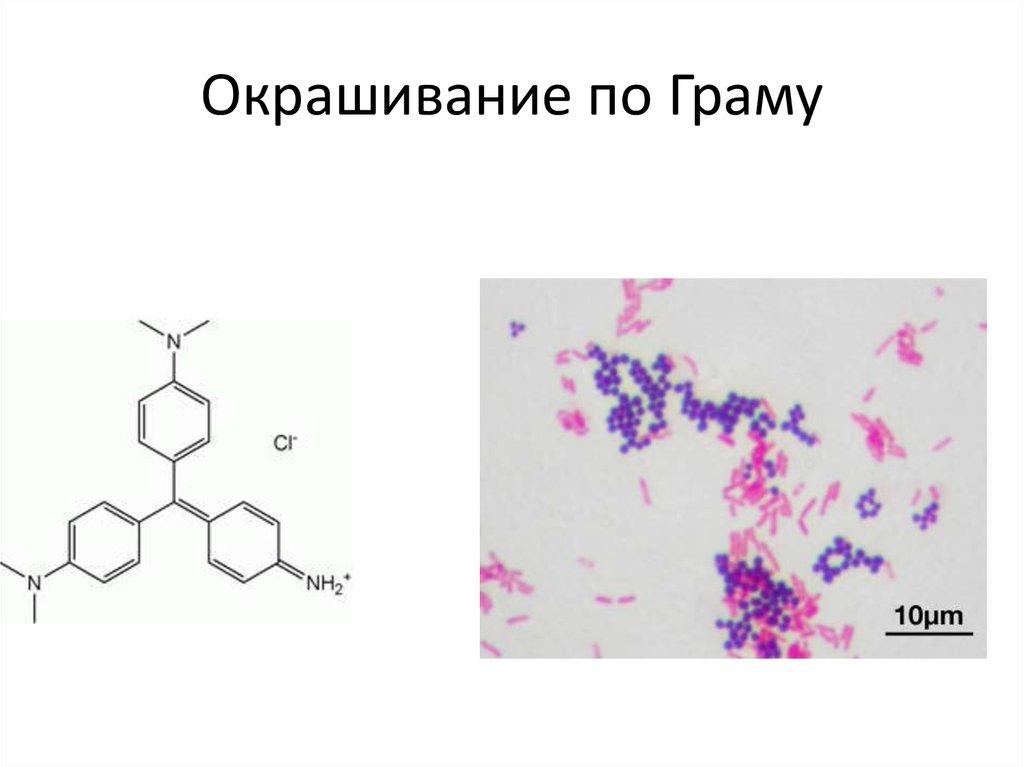 Окраска по граму. Окрашивание по Граму. Механизм окраски по Граму. Окраска по Граму алгоритм.