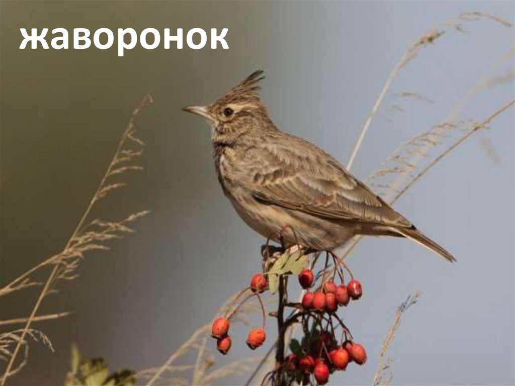 Похож на воробья с хохолком. Полевой Жаворонок Перелетная. Птицы с хохолком средней полосы России. Маленькая птичка с хохолком в средней полосе России. Птицы России Жаворонок.