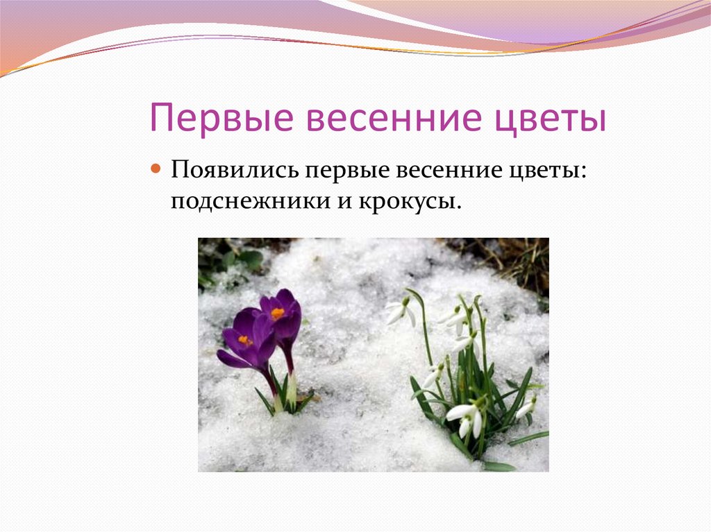 Что появляется весной. Появились 1 весенние цветы. Цветы появляющиеся весной. Какие 1 цветы появляются весной. Тема весенние цветы по одному.