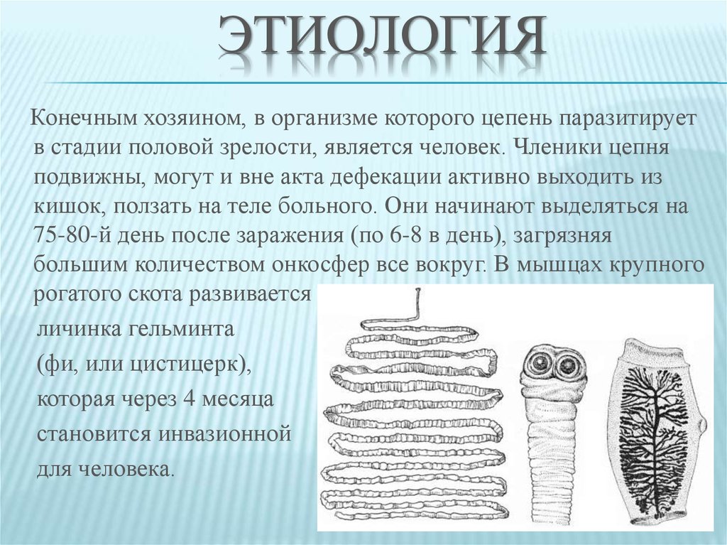 Чем отличается свиной цепень. Бычий цепень этиология. Тениаринхоз бычий цепень. Стробил ленточные черви. Бычий цепень кольчатые черви.