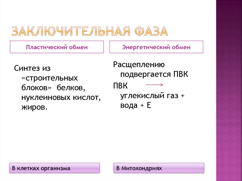 Обмен веществ энергетический и пластический