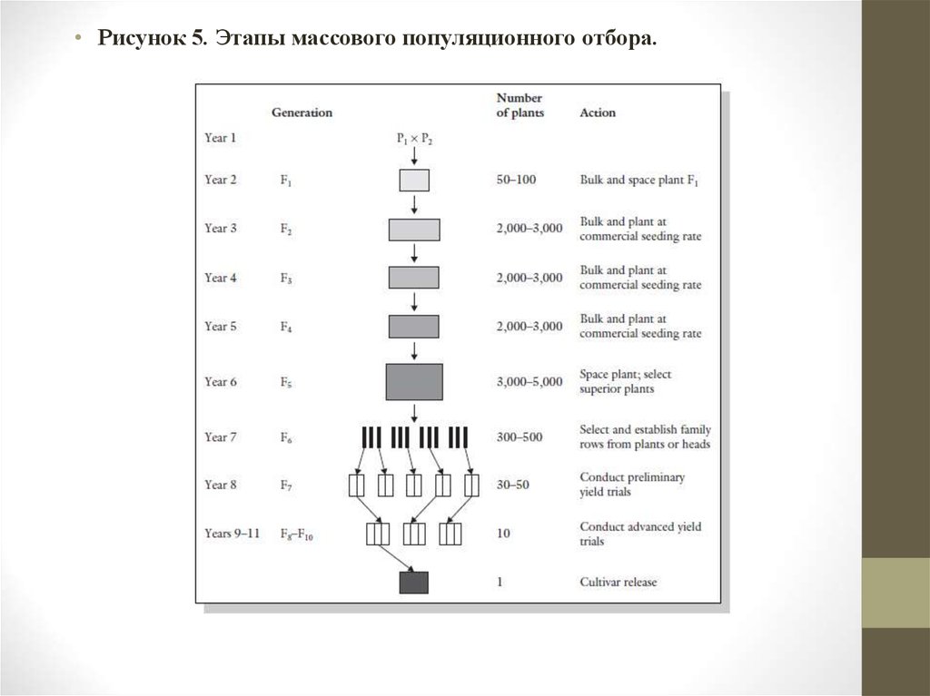 Схема селекционного процесса