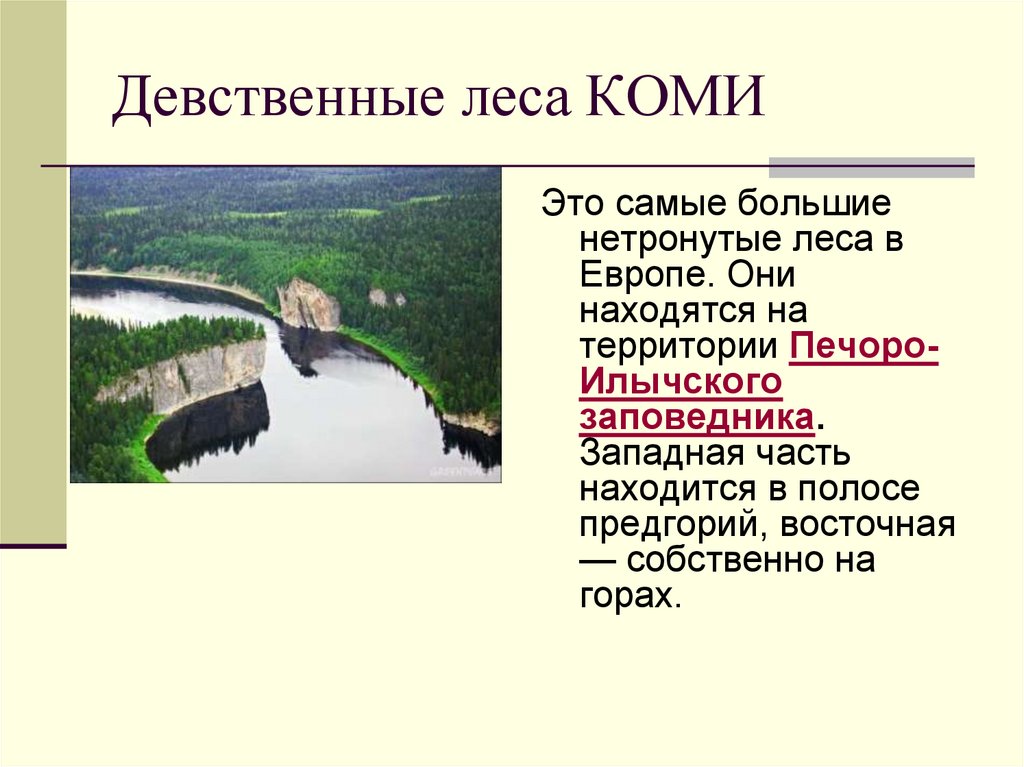 Леса коми презентация