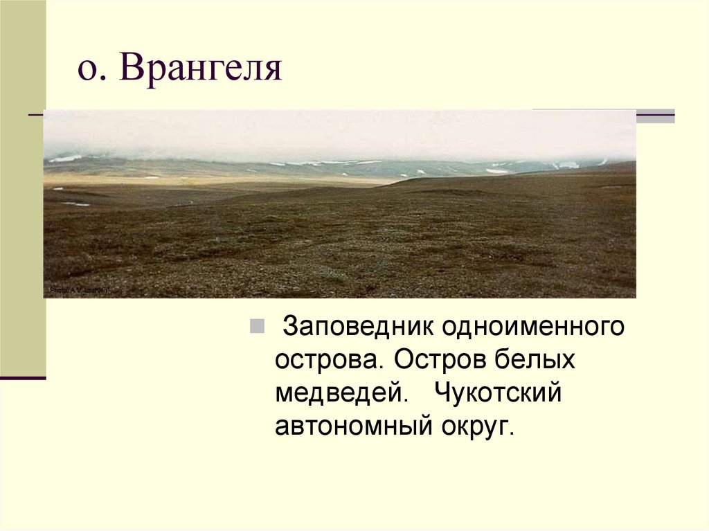 Врангеля какая природная зона. Деятельность человека на острове Врангеля. О Врангеля население. Остров Врангеля текст. На о. Врангеля проблемы.