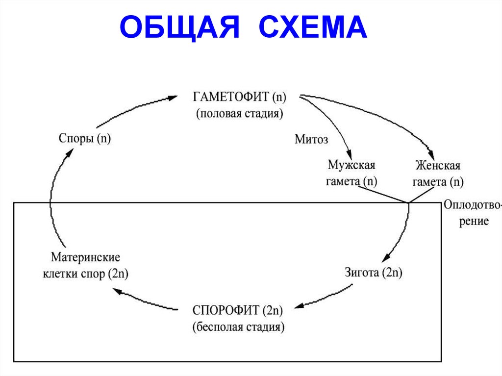 Циклы развития государства